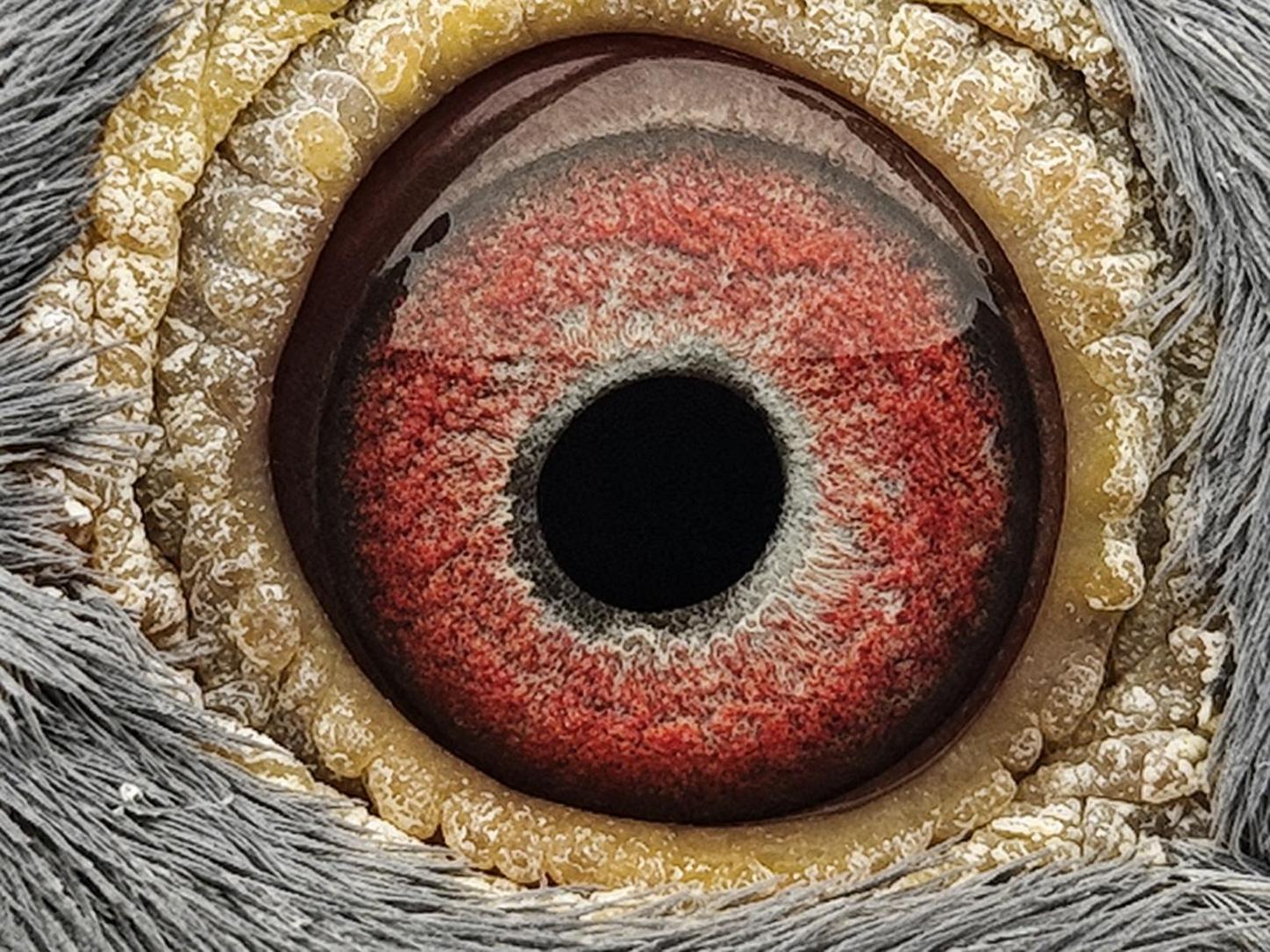 Pigeon eye